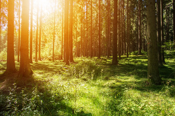 Wald B&auml;ume Natur Wiese Sonnenuntergang 