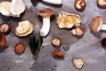 variety of raw mushrooms on grey table. oyster and other fresh mushrooms