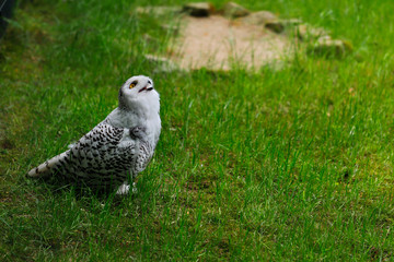 Female polar snow owl on the green meadow