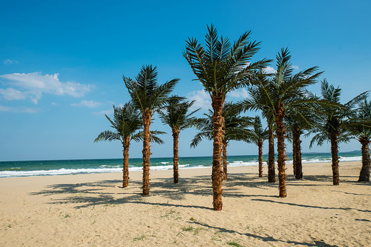 Group of palms
