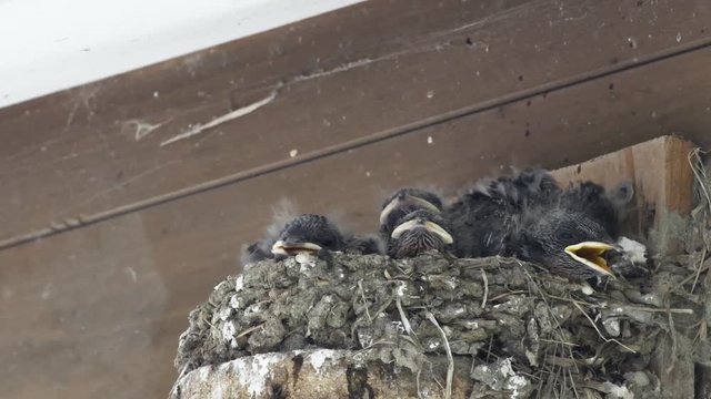 燕の子育て