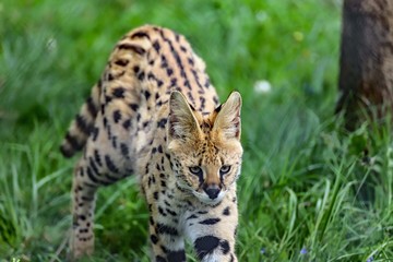 Regard du Serval