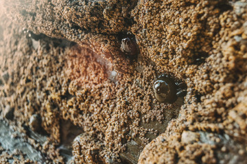 Barnacles on the stones of the beach of Las Catedrales, Spain