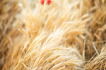 Wheat field with red floweres good for food advertising
