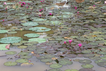 Lotus, Angkor wat