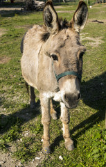Donkey on the pasture in the Black Forest, Buehl, Germany, Baden Wuerttemberg