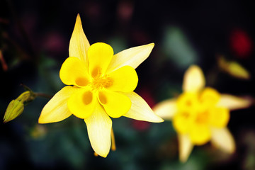 Obraz premium flower