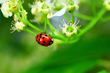 Ladybug on the apple tree in the spring