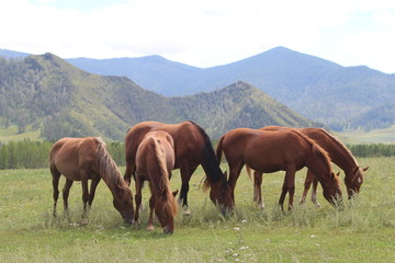 Fototapeta na wymiar Herd of horses in Altai mountains