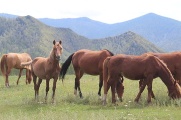 Fototapeta na wymiar Herd of horses and their leader in Altai mountains