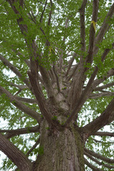 a giant poplar tree with fresh leaves / 新緑のポプラの巨木 - 下から見上げたタテ撮