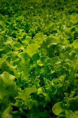 Green lettuce in hydroponics farm