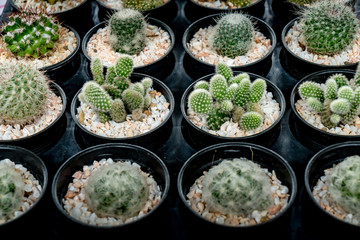 Green Cactus in plastic pot