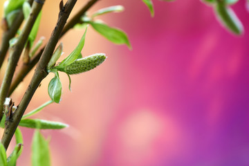 Beautiful spring background with green branch on colorful texture. Macro shot. Wallpaper.