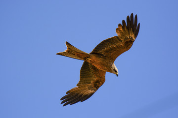 Black Kite