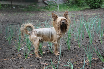 Yorkshire Terrier walks in the garden