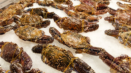 Fototapeta na wymiar Horse crab on ice at supermarket in Thailand