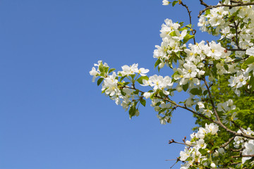 Blooming apple tree against blue skies. Copy space. For your design.