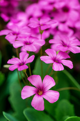 Purple flowers with a green leafs. Macro shoot of a purple flower