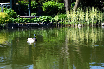 ducks in the pond