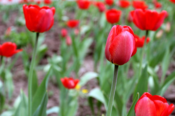 Obraz premium red tulips grow on a flower bed