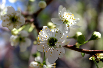 white flowers of a cherry tree in spring
