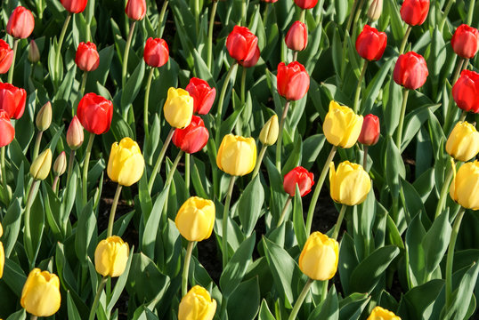 Yellow and red tulips flowers in the green garden. Good mood. Sunny day