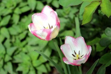 white tulips with a pink border