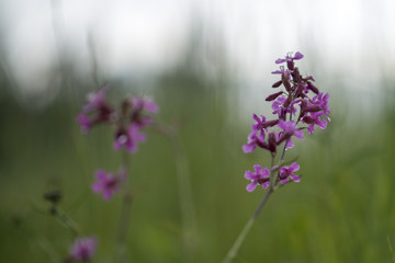 Fototapeta premium Flower on field