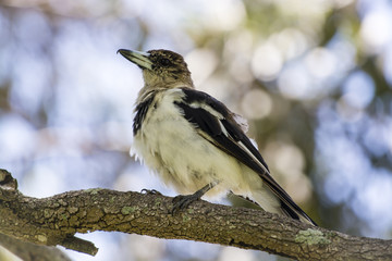 Juenile Pied Butcherbird