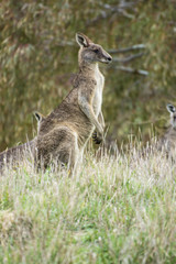 Male Eastern Grey Kangaroo