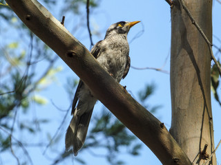 Noisy Miner