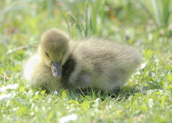 Young Gosling sitting on grass. The gosling is looking down and is lit from the left.