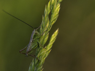 grasshoper
