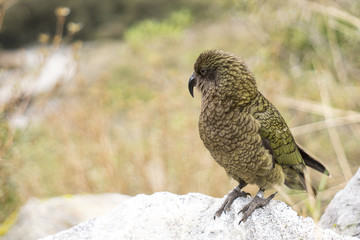 close up Kea bird standing on rock, New Zealand bird