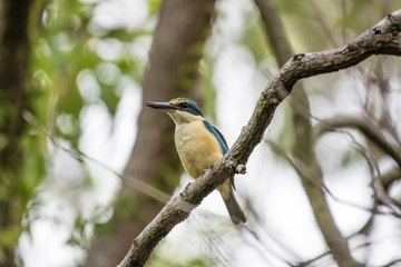 Sacred Kingfisher - QLD