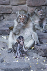 monkeys, baby monkey and mother monkey sitting and eating something on concrete stone ground