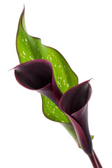 Dark purple calla.