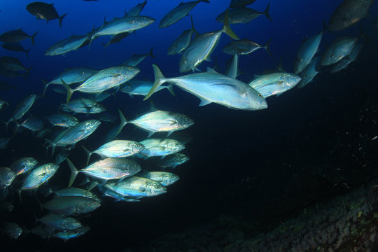 Tuna fish in ocean 