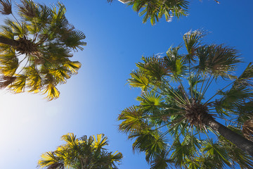 palm tree on clear blue sky background, perspective view from ground , idea for tropical summer, travel