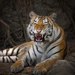 Zelfklevend Fotobehang Angry tiger,Sumatran tiger (Panthera tigris sumatrae) beautiful animal and his portrait © apple2499
