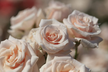 Bouquet of roses - Spring flowers in Japan -