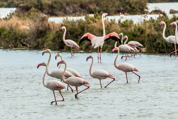 Flamencos
