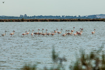 Naklejka premium Flamencos