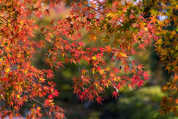 定光寺の紅葉／愛知県瀬戸市