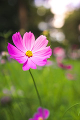 close up vertical beautiful fresh pink flower in garden