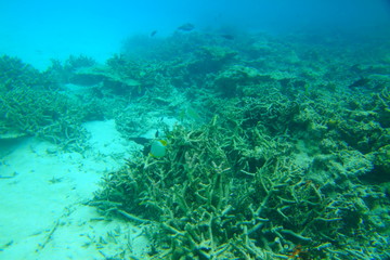 Gorgeous view on coral reefs and white sand under water. Beautiful landscape background. Maldives, Indian Ocean.	