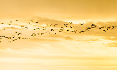 Flamencos © JOSE MARIA BENITEZ