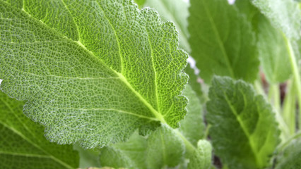 Young sprouts and leaves of a sage