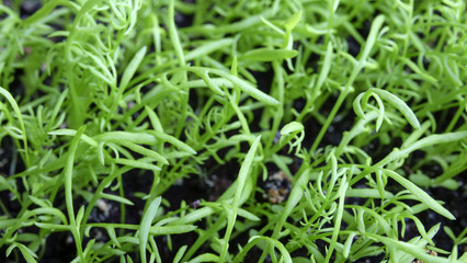 Young shoots and leaves of a rucola